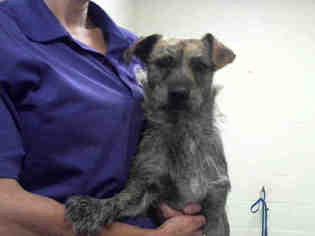 Cairn Terrier Dogs for adoption in Conroe, TX, USA