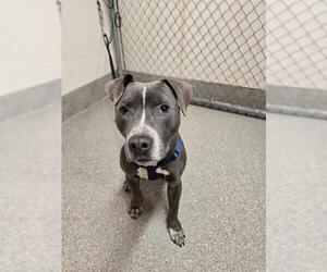 American Pit Bull Terrier Dogs for adoption in Louisville, KY, USA