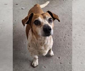 Dachshund-Unknown Mix Dogs for adoption in Bakersfield, CA, USA