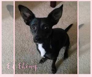 Chihuahua Dogs for adoption in Lawton, OK, USA