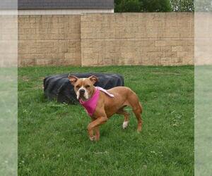 American Staffordshire Terrier-Unknown Mix Dogs for adoption in San Antonio, TX, USA
