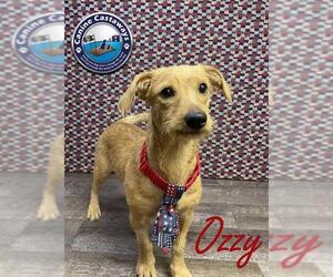 ShiChi Dogs for adoption in Arcadia, FL, USA
