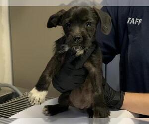 Cairn Terrier-Unknown Mix Dogs for adoption in Visalia, CA, USA