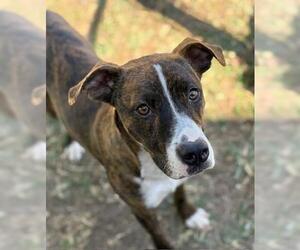 American Pit Bull Terrier-Unknown Mix Dogs for adoption in Tulsa, OK, USA