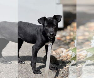 Labrador Retriever-Unknown Mix Dogs for adoption in Jefferson, NJ, USA