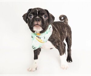 Frenchie Pug Dogs for adoption in phoenix, AZ, USA