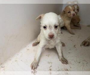 Papshund Dogs for adoption in Houston, TX, USA