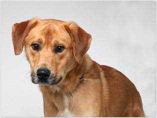 Golden Pyrenees Dogs for adoption in Eden Prairie, MN, USA