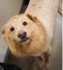 Australian Retriever Dogs for adoption in Silver Spring, MD, USA