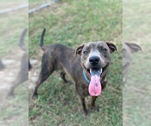 Labrador Retriever-Unknown Mix Dogs for adoption in Pasadena, TX, USA