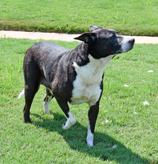 Labrador Retriever-Unknown Mix Dogs for adoption in Huntsville, AL, USA