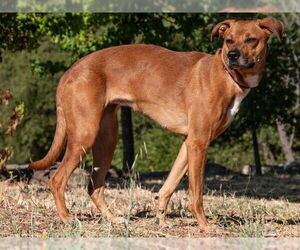 Rhodesian Ridgeback-Unknown Mix Dogs for adoption in San Andreas, CA, USA