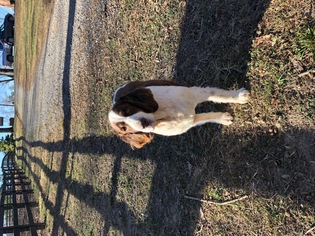 English Springer Spaniel Dogs for adoption in Ashland, VA, USA
