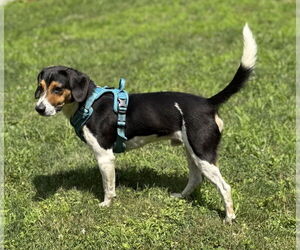 Beagle Dogs for adoption in Springdale, PA, USA