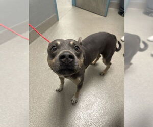 American Pit Bull Terrier-Unknown Mix Dogs for adoption in Las Vegas, NV, USA