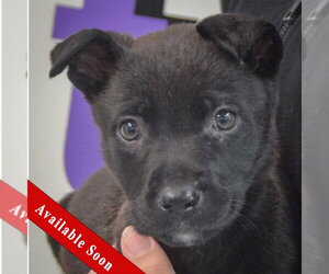 Mutt Dogs for adoption in Huntley, IL, USA
