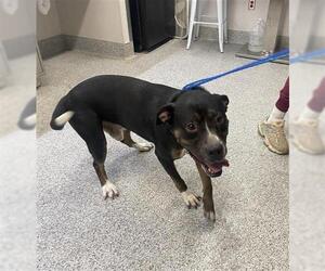 American Pit Bull Terrier Dogs for adoption in Houston, TX, USA