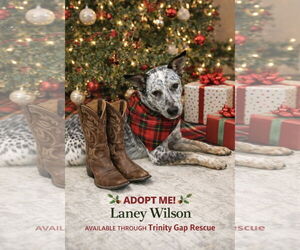 Mutt Dogs for adoption in Euless, TX, USA