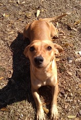 Medium Photo #1 Chiweenie Puppy For Sale in Slidell, LA, USA
