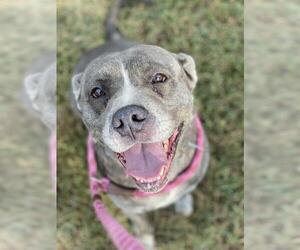 Mutt Dogs for adoption in Forestville, MD, USA