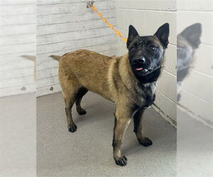 Mutt Dogs for adoption in San Bernardino, CA, USA