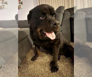 Rottweiler-Unknown Mix Dogs for adoption in Louisville, KY, USA