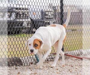American Pit Bull Terrier-Unknown Mix Dogs for adoption in Waco, TX, USA