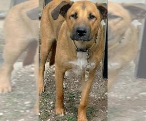 Black Mouth Cur-Unknown Mix Dogs for adoption in San Antonio, TX, USA