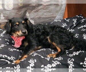 Chiweenie Dogs for adoption in Victorville, CA, USA