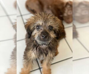 Maltese-Unknown Mix Dogs for adoption in Lake Elsinore, CA, USA