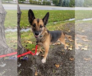 German Shepherd Dog Dogs for adoption in Anchorage, AK, USA