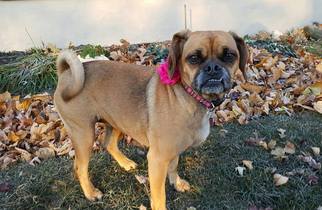Puggle Dogs for adoption in New Oxford , PA, USA