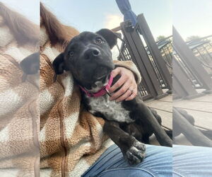 Labrador Retriever-Unknown Mix Dogs for adoption in NEWPORT NH, NH, USA