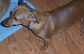 Medium Photo #1 Dachshund Puppy For Sale in Cabool, MO, USA