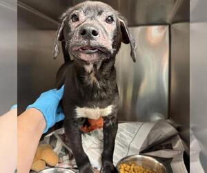 American Staffordshire Terrier-Unknown Mix Dogs for adoption in San Antonio, TX, USA