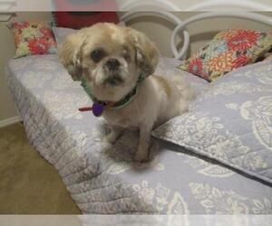 Shih Tzu Dogs for adoption in Boise, ID, USA