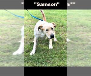 Medium Photo #1 Labrador Retriever-Unknown Mix Puppy For Sale in Denison, TX, USA