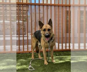 German Shepherd Dog-Unknown Mix Dogs for adoption in Las Vegas, NV, USA