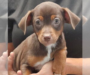 Mutt Dogs for adoption in Royal Palm Beach, FL, USA