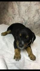 Bogle Dogs for adoption in Charleston , WV, USA