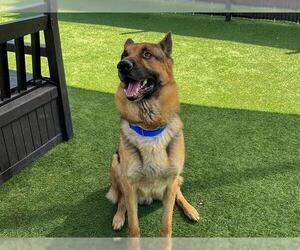 German Shepherd Dog Dogs for adoption in Orange, CA, USA