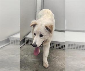 Great Pyrenees-Unknown Mix Dogs for adoption in Temple, TX, USA