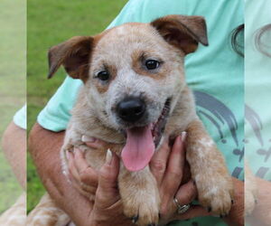 Red Heeler-Unknown Mix Dogs for adoption in Prattville, AL, USA