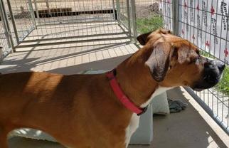 Boxer Dogs for adoption in Livingston, TX, USA