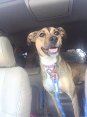 Shepradors Dogs for adoption in Rydal, GA, USA