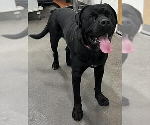 Mutt Dogs for adoption in Forestville, MD, USA