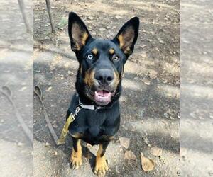 Australian Kelpie-Unknown Mix Dogs for adoption in Santa Barbara, CA, USA