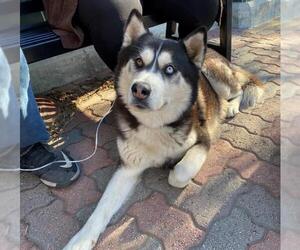 Siberian Husky Dogs for adoption in Rancho Cucamonga, CA, USA