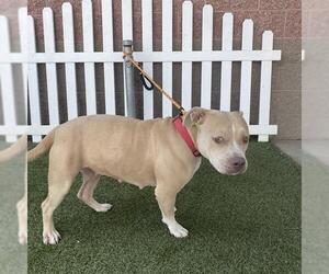 American Pit Bull Terrier-Unknown Mix Dogs for adoption in Modesto, CA, USA