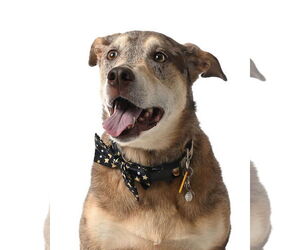 Mutt Dogs for adoption in Sandy, UT, USA